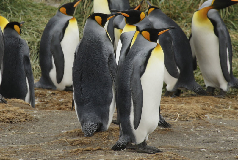 King Penguin (Aptenodytes patagonicus) Chile - Patagonia - Tierra del Fuego