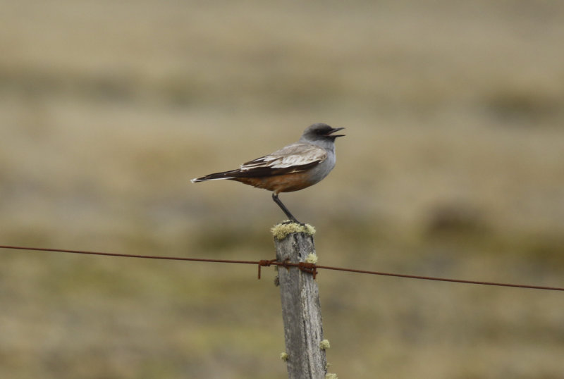 Chocolate-vented Tyrant (Neoxolmis rufiventris) Chile - Patagonia - Tierra del Fuego