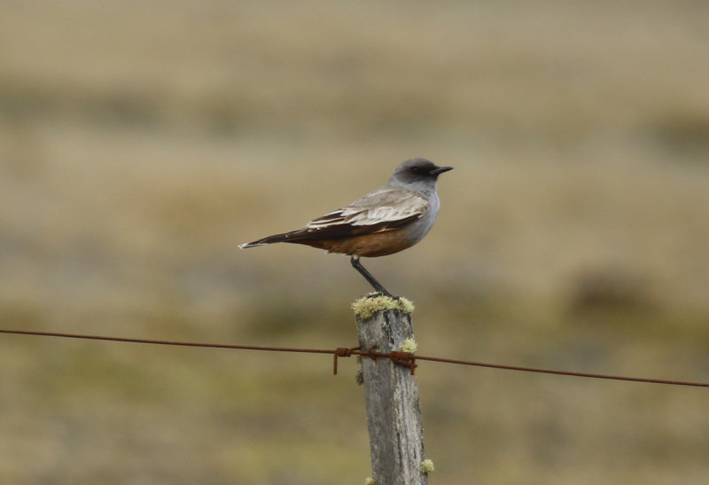 Chocolate-vented Tyrant (Neoxolmis rufiventris) Chile - Patagonia - Tierra del Fuego