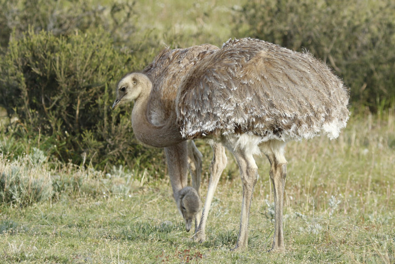 Lesser Rhea ssp pennata (Rhea pennata pennata) Chile - Torres del Paine NP