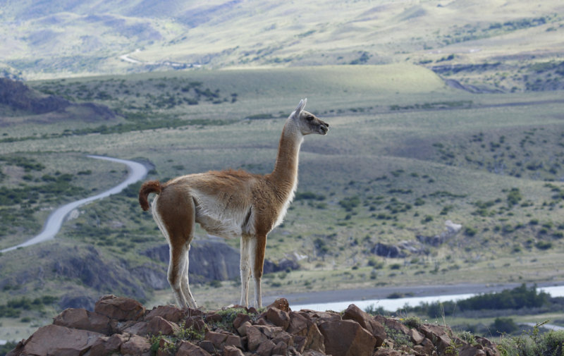 Guanaco (Lama guanicoe) Chile - Torres del Paine NP