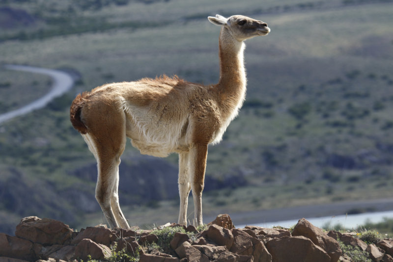 Guanaco (Lama guanicoe) Chile - Torres del Paine NP