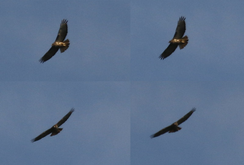 Rufous-tailed Hawk (Buteo ventralis) (adult) Chile - Araucanía - Temuco - Cerro Nielol MN
