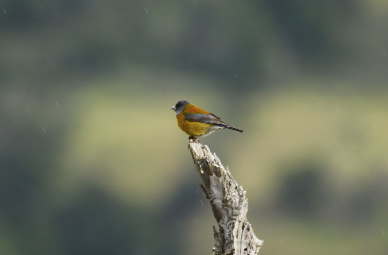 Patagonian Sierra Finch (Phrygilus patagonicus)