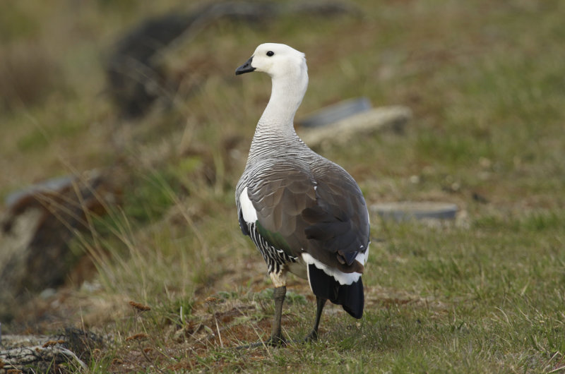 Upland or Magellanic Goose (Chloephaga picta) (Male) Chile - Punta Arenas - Humedal Tres Puentes
