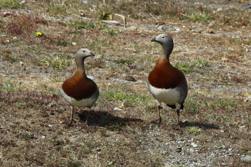 Ashy-headed Goose (Chloephaga poliocephala) Chile - Patagonia