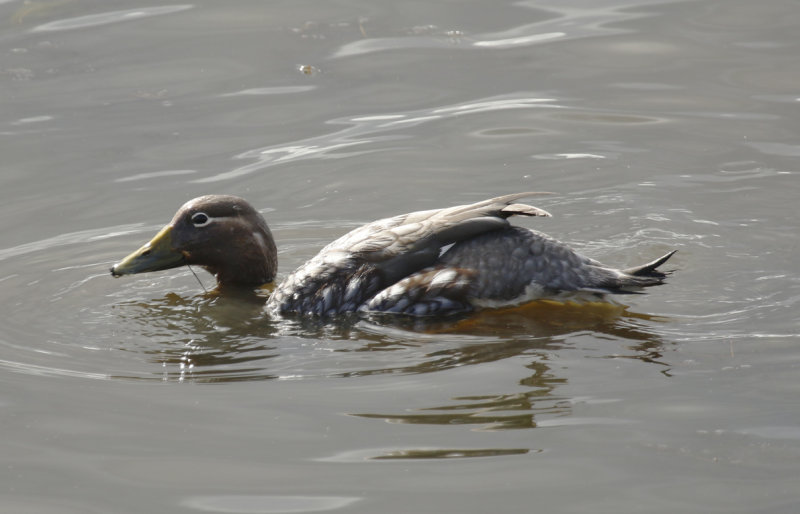 Flying Steamer Duck (Tachyeres patachonicus) (Female) Chile - Punta Arenas - Humedal Tres Puentes
