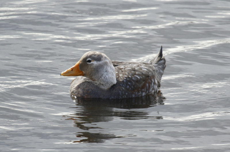 Flying Steamer Duck (Tachyeres patachonicus) (Male) Chile - Punta Arenas - Humedal Tres Puentes