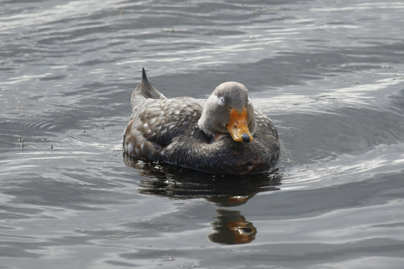 Flying Steamer Duck (Tachyeres patachonicus) (Male) Chile - Punta Arenas - Humedal Tres Puentes