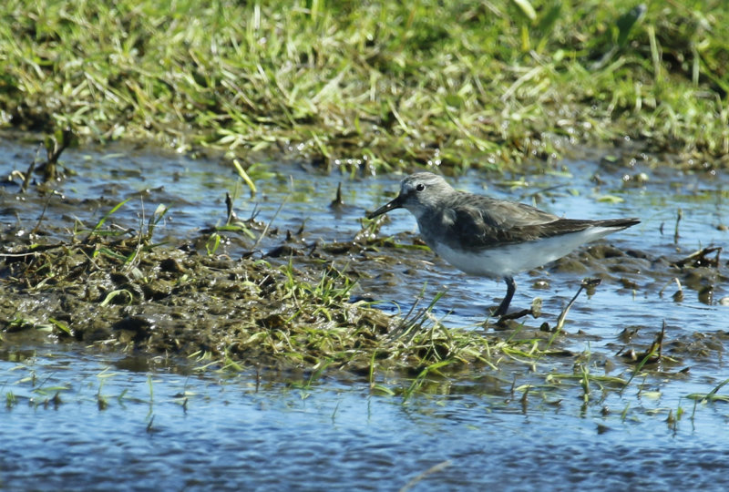 White-rumped Sandpiper (Calidris fuscicollis) Chile - Patagonia