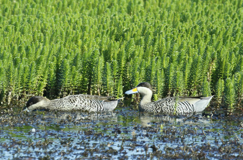 Silver Teal (Spatula versicolor) Chile - Patagonia