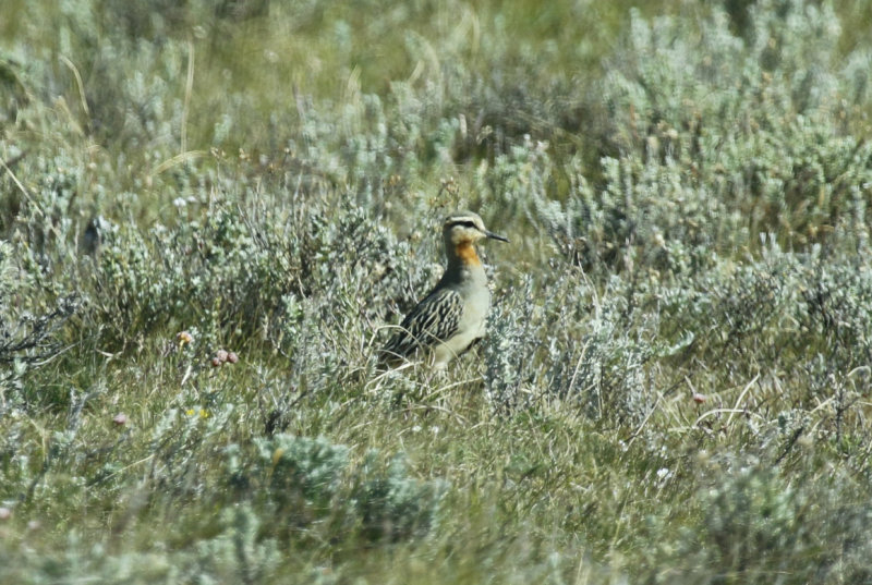 Tawny-throated Dotterel (Oreopholus ruficollis) Chile - Patagonia