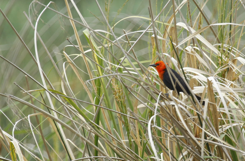Scarlet-headed Blackbird (Amblyramphus holosericeus) Argentina - Entre Rios 