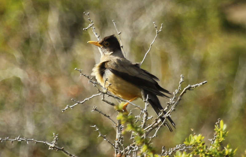 Austral Thrush (Turdus falcklandii magellanicus) Chile - Patagonia, Puerto Natales
