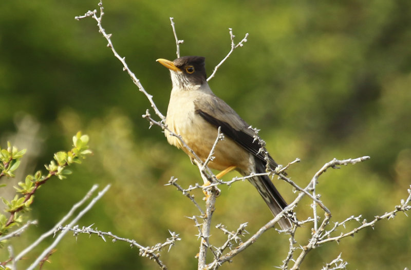 Austral Thrush (Turdus falcklandii magellanicus) Chile - Patagonia, Puerto Natales