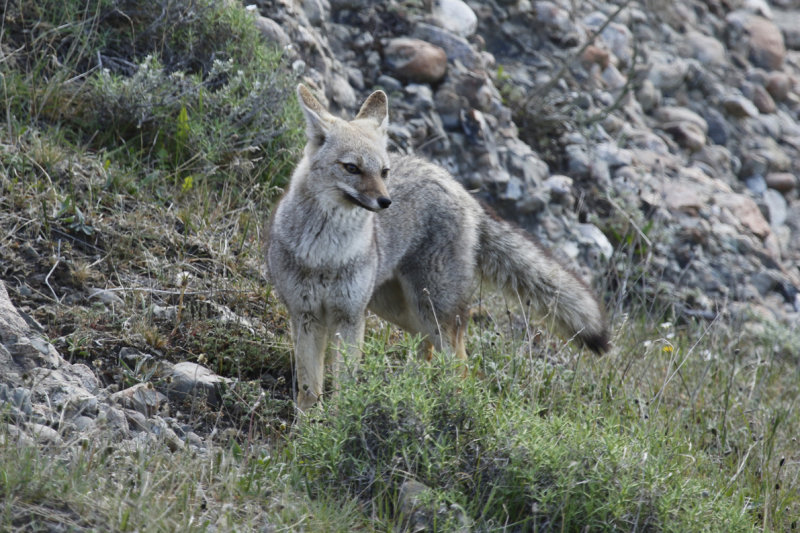 South American Grey Fox (Lycalopex griseus) Chile - Torres del Paine NP