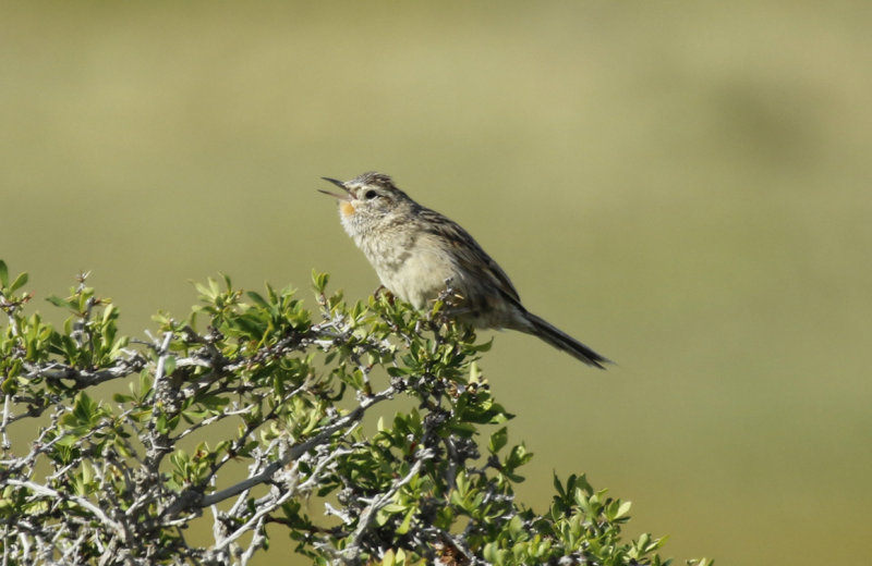 Austral Canastero (Asthenes anthoides) Chile - Torres del Paine NP 