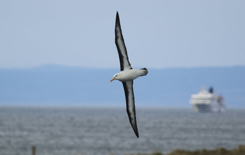 Black-browed Albatross (Thalassarche melanophris) Chile - Punta Arenas