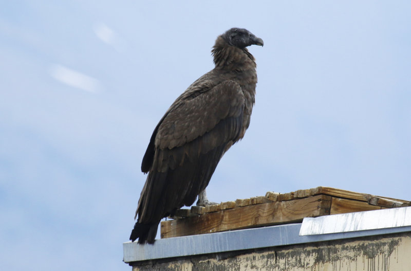 Andean Condor (Vultur gryphus) Chile - Región Metropolitana - Farrelones
