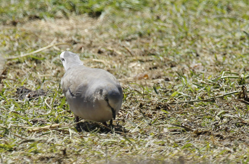Picui Ground Dove (Columbina picui) Argentina - Entre Rios, Ceibas