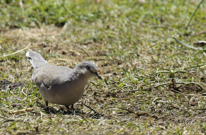 Picui Ground Dove (Columbina picui) Argentina - Entre Rios, Ceibas