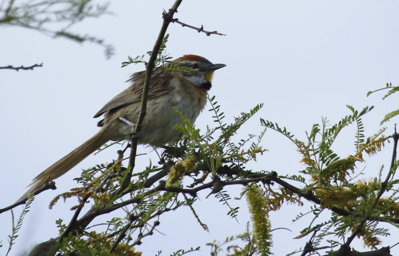 Chotoy Spinetail (Schoeniophylax phryganophilus) Argentina - Entre Rios