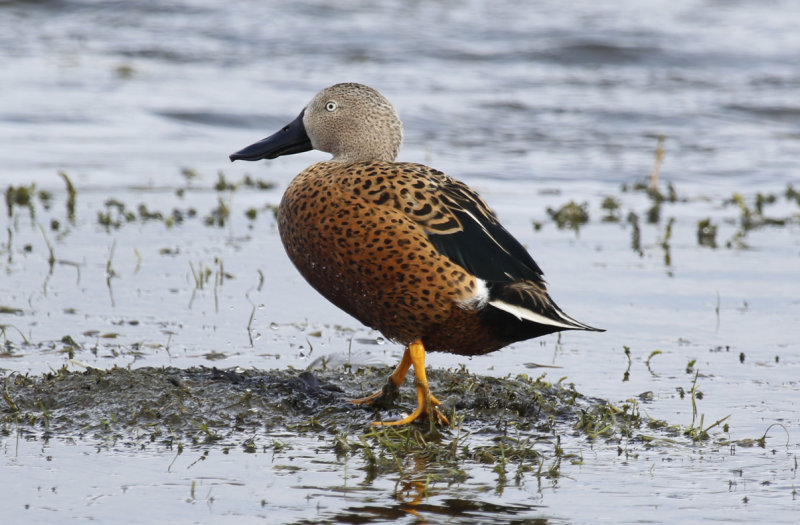 Red Shoveler (Spatula platalea) Chile - Punta Arenas - Humedal Tres Puentes