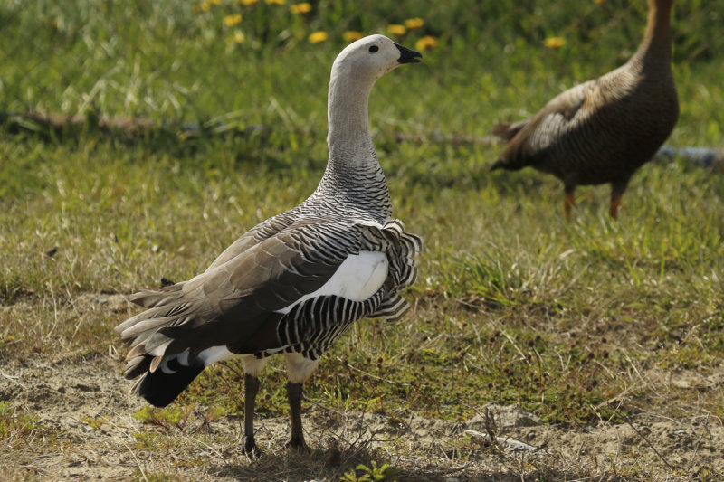Upland or Magellanic Goose (Chloephaga picta) (Male) Chile - Punta Arenas - Humedal Tres Puentes