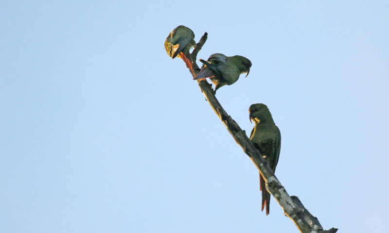 Slender-billed Parakeet (Enicognathus leptorhynchus) Chile - Temuco - Cerro Nielol MN