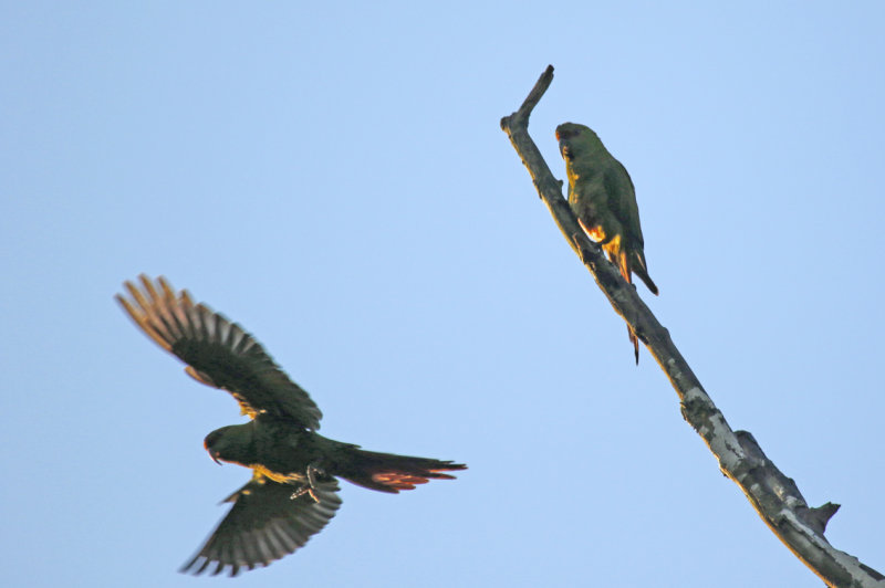 Slender-billed Parakeet (Enicognathus leptorhynchus) Chile - Temuco - Cerro Nielol MN