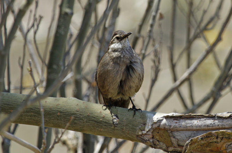 Grey-flanked Cinclodes (Cinclodes oustaleti) Chile - Región Metropolitana - Farrelones