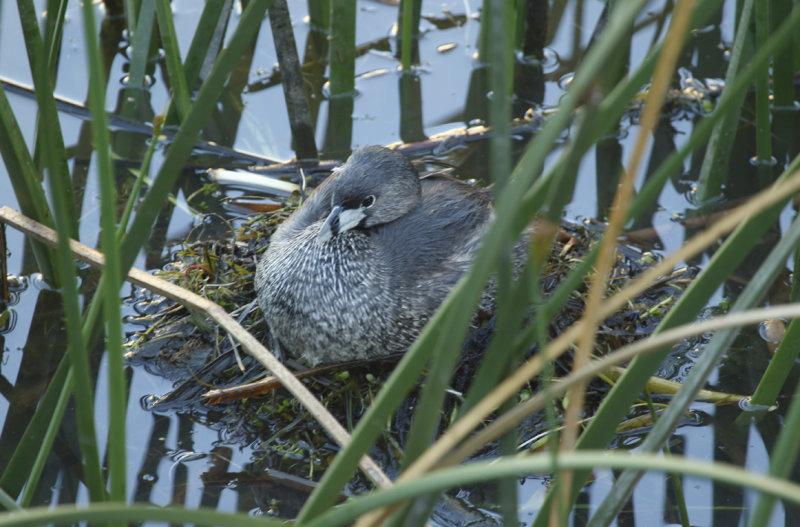 Pied-billed Grebe (Podilymbus podiceps antarcticus) Chile - Valparaíso