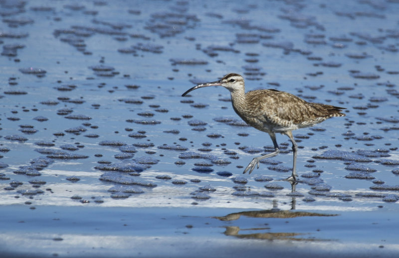 Hudsonian Whimbrel (Numenius hudsonicus) Chile - Valparaíso - Maipo Estuary