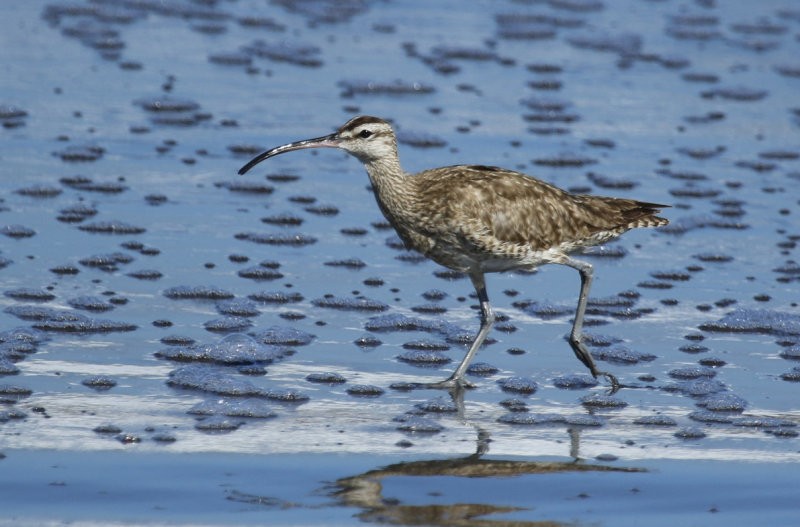 Hudsonian Whimbrel (Numenius hudsonicus) Chile - Valparaíso - Maipo Estuary