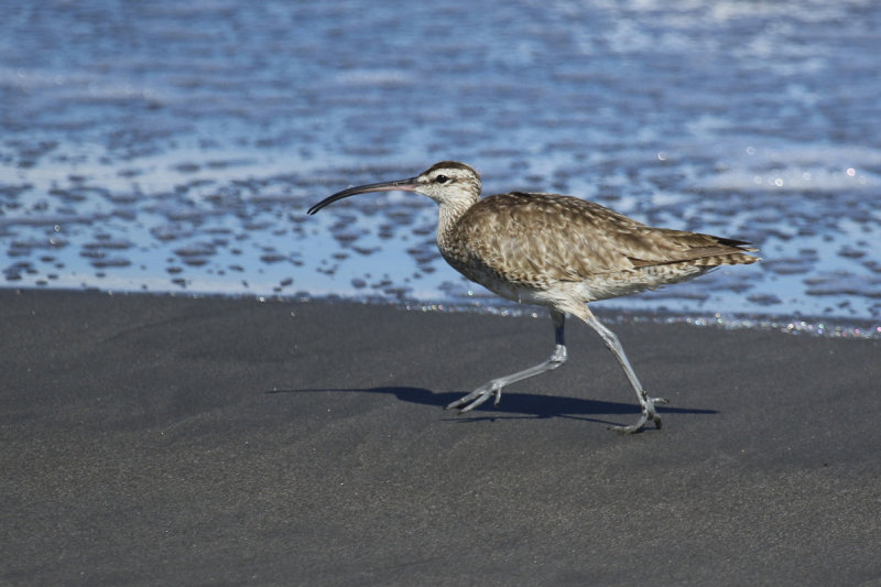 Hudsonian Whimbrel (Numenius hudsonicus) Chile - Valparaíso - Maipo Estuary