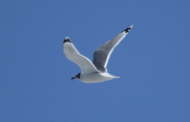 Franklin's Gull (Leucophaeus pipixcan) Chile - Valparaíso - Maipo Estuary