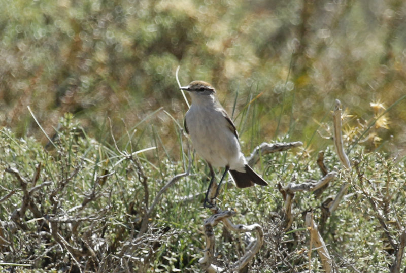 White-browed Ground Tyrant (Muscisaxicola albilora) Chile - Región Metropolitana - Farrelones