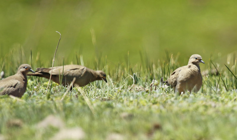 Black-winged Ground Dove (Metriopelia melanoptera) Chile - Región Metropolitana - Farrelones