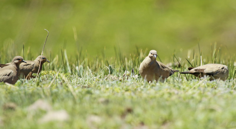 Black-winged Ground Dove (Metriopelia melanoptera) Chile - Región Metropolitana - Farrelones