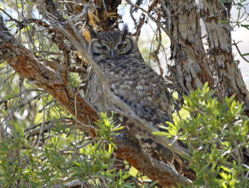 Lesser Horned Owl (Bubo magellanicus) Chile - Región Metropolitana, Farellones