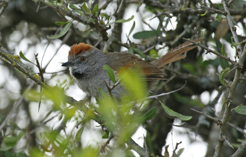Sooty-fronted Spinetail (Synallaxis frontalis) Argentina - Entre Rios