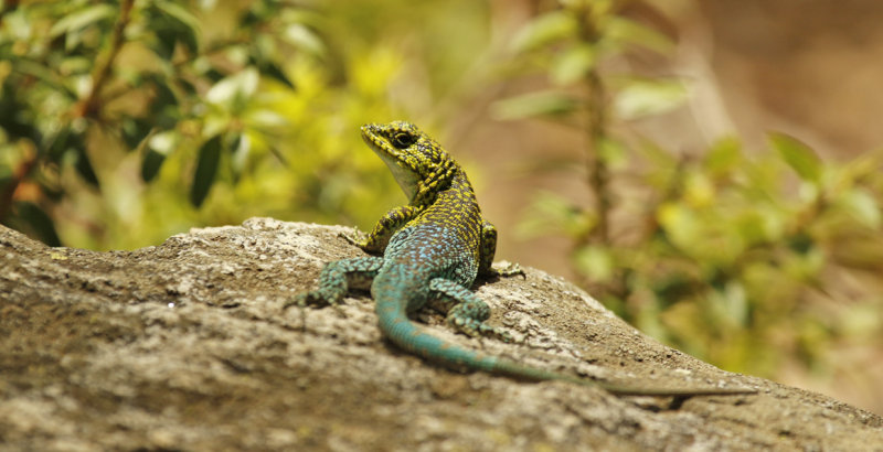 Tropiduridae - Neotropical Ground Lizards