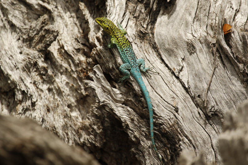 Thin Tree Iguana (Liolaemus tenuis) Chile - Maule - Altos del Lircay National Park