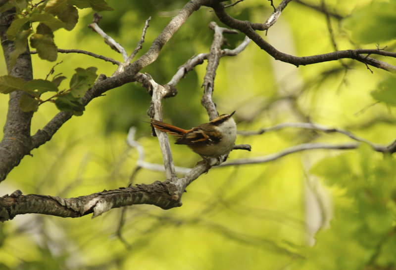 Thorn-tailed Rayadito (Aphrastura spinicauda) Chile - Maule - Altos del Lircay National Park