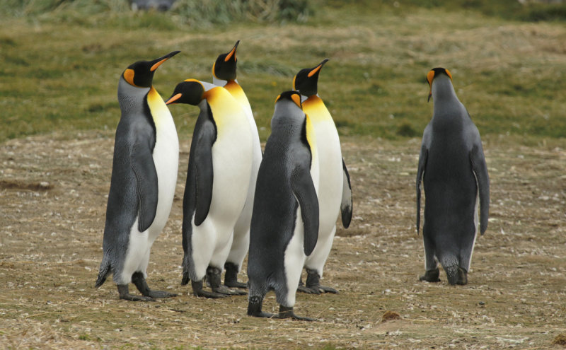 King Penguin (Aptenodytes patagonicus) Chile - Patagonia - Tierra del Fuego