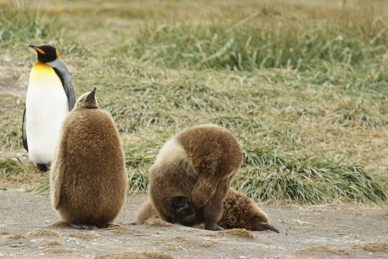 King Penguin (Aptenodytes patagonicus) Chile - Patagonia - Tierra del Fuego