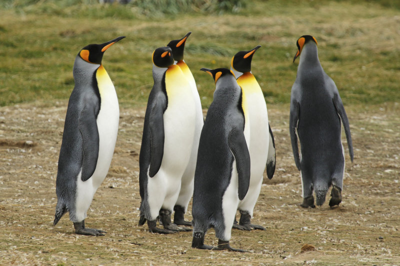 King Penguin (Aptenodytes patagonicus) Chile - Patagonia - Tierra del Fuego