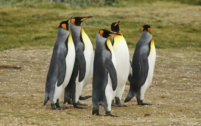 Sphenisciformes: Spheniscidae - Penguins