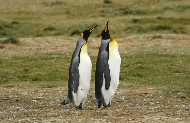 King Penguin (Aptenodytes patagonicus) Chile - Patagonia - Tierra del Fuego