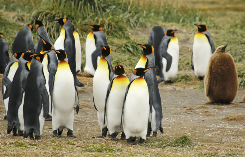 King Penguin (Aptenodytes patagonicus) Chile - Patagonia - Tierra del Fuego